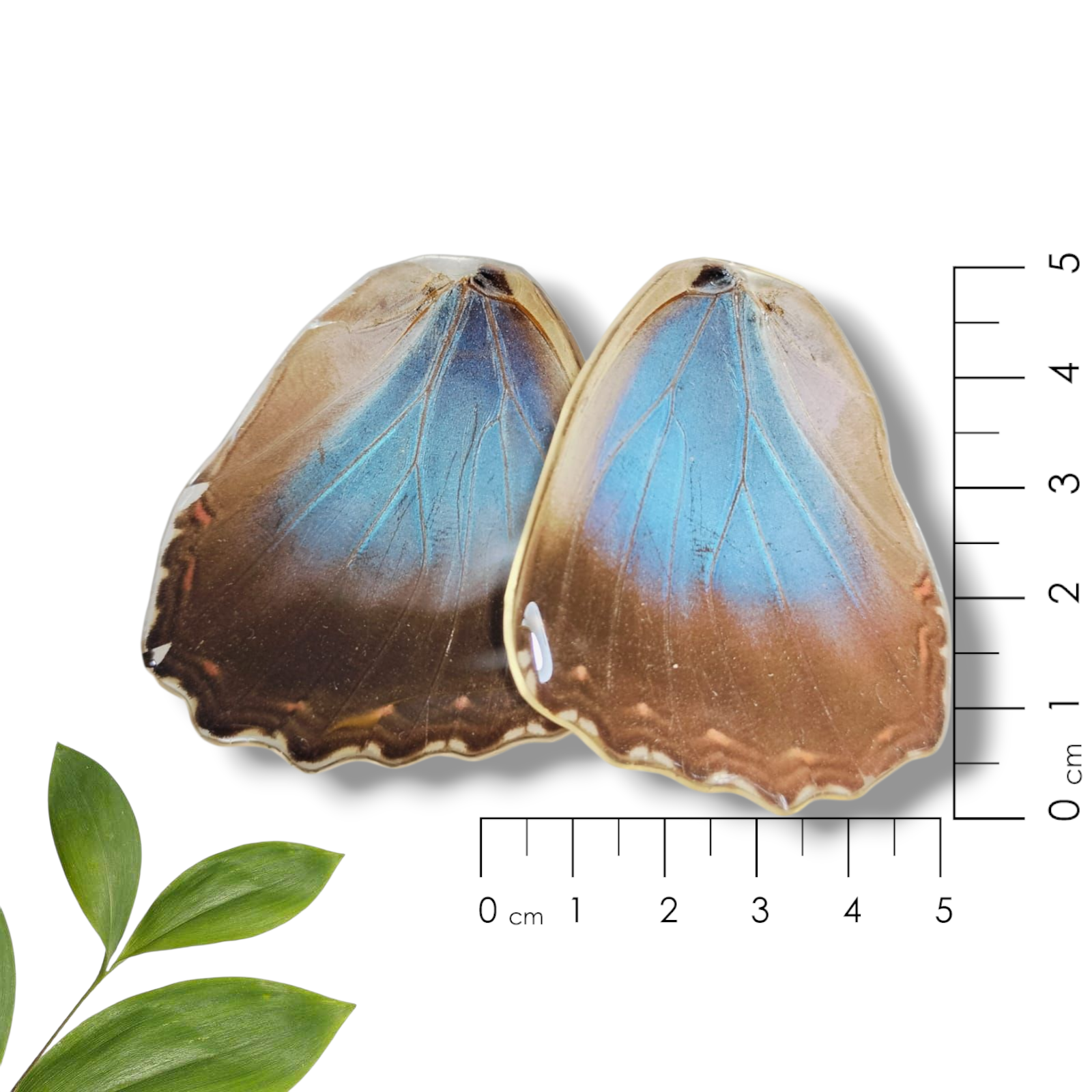 Aretes de Ala de Mariposa Azul