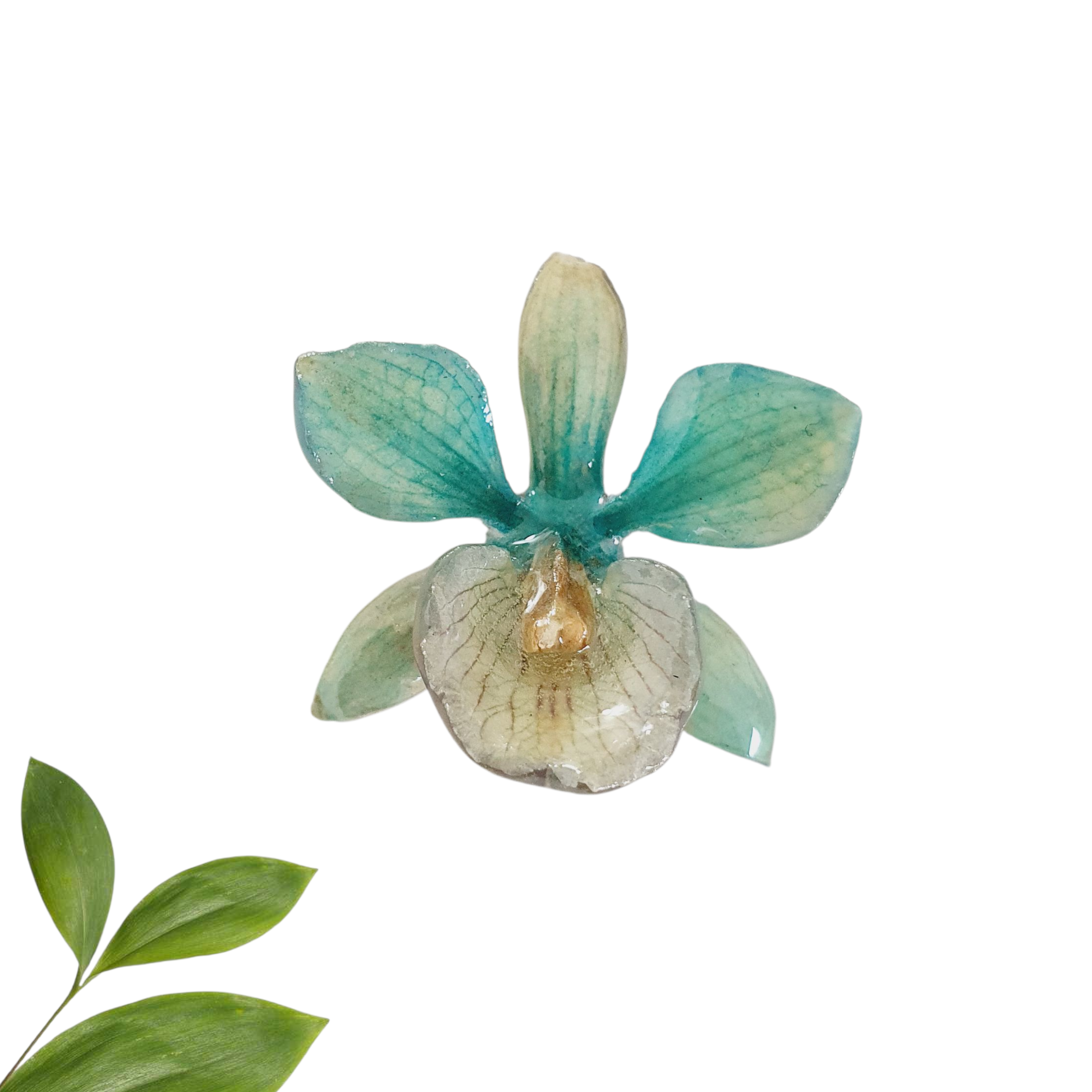 Anillo de Orquidea Azul