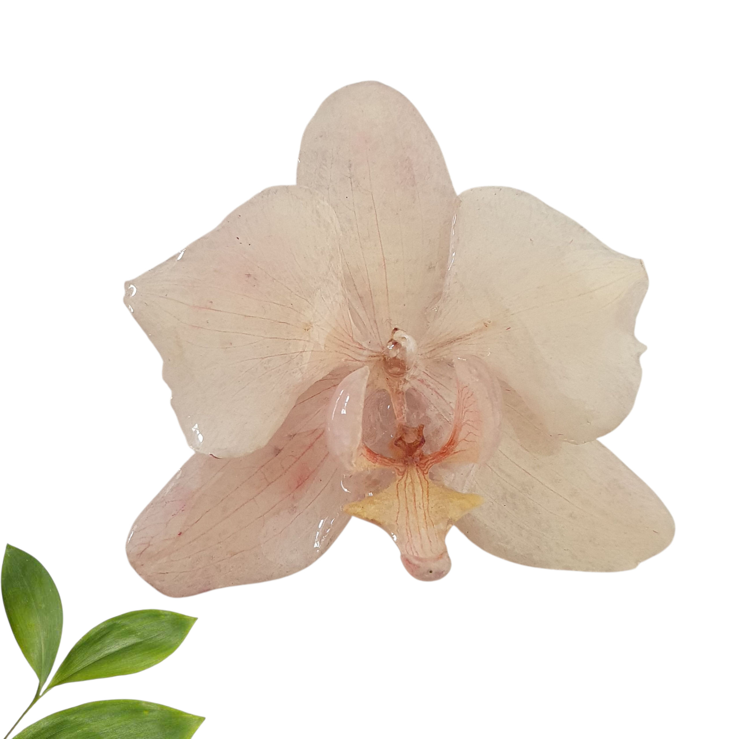 Orquidea blanca grande ropa