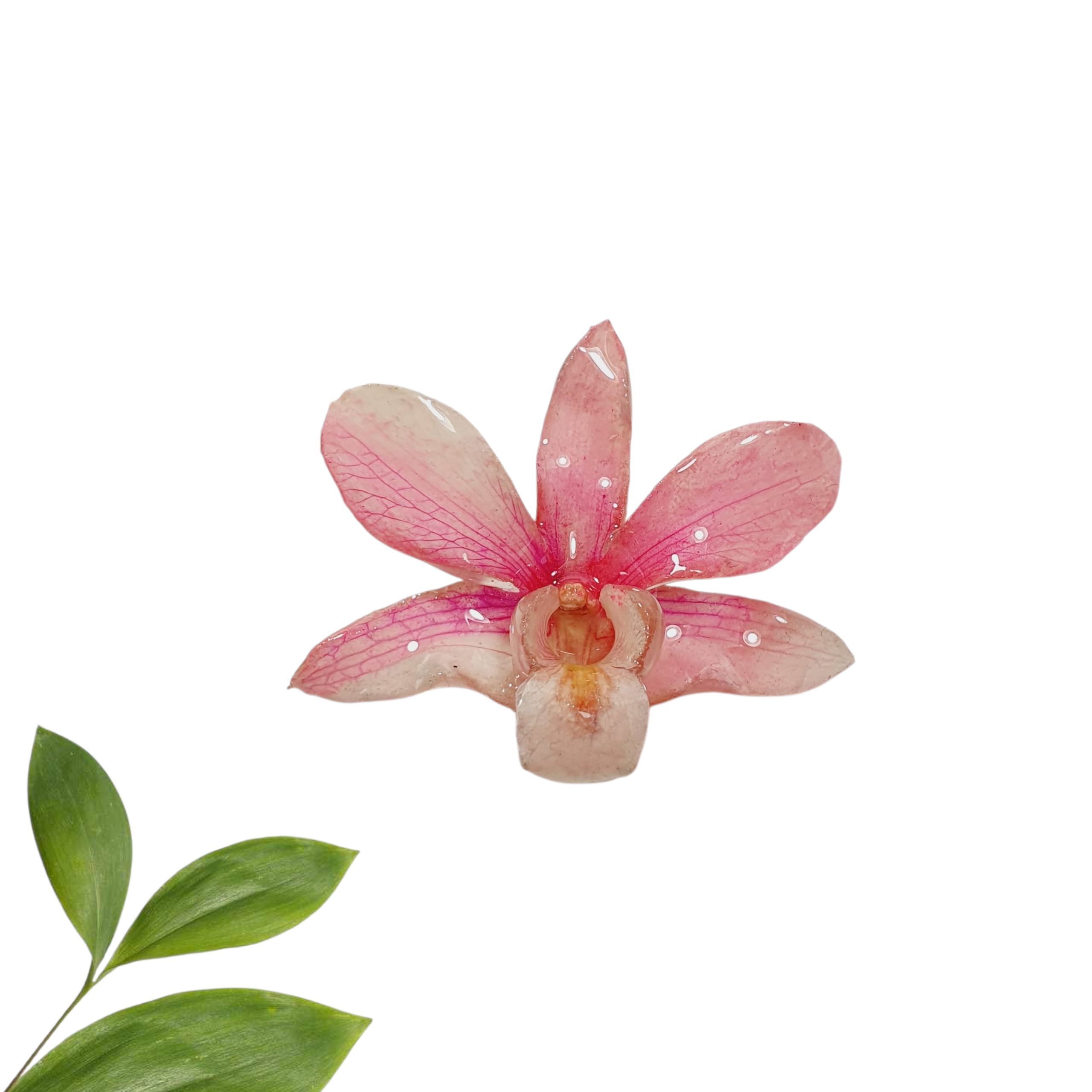 Anillo de Orquidea Dendrobium rosa
