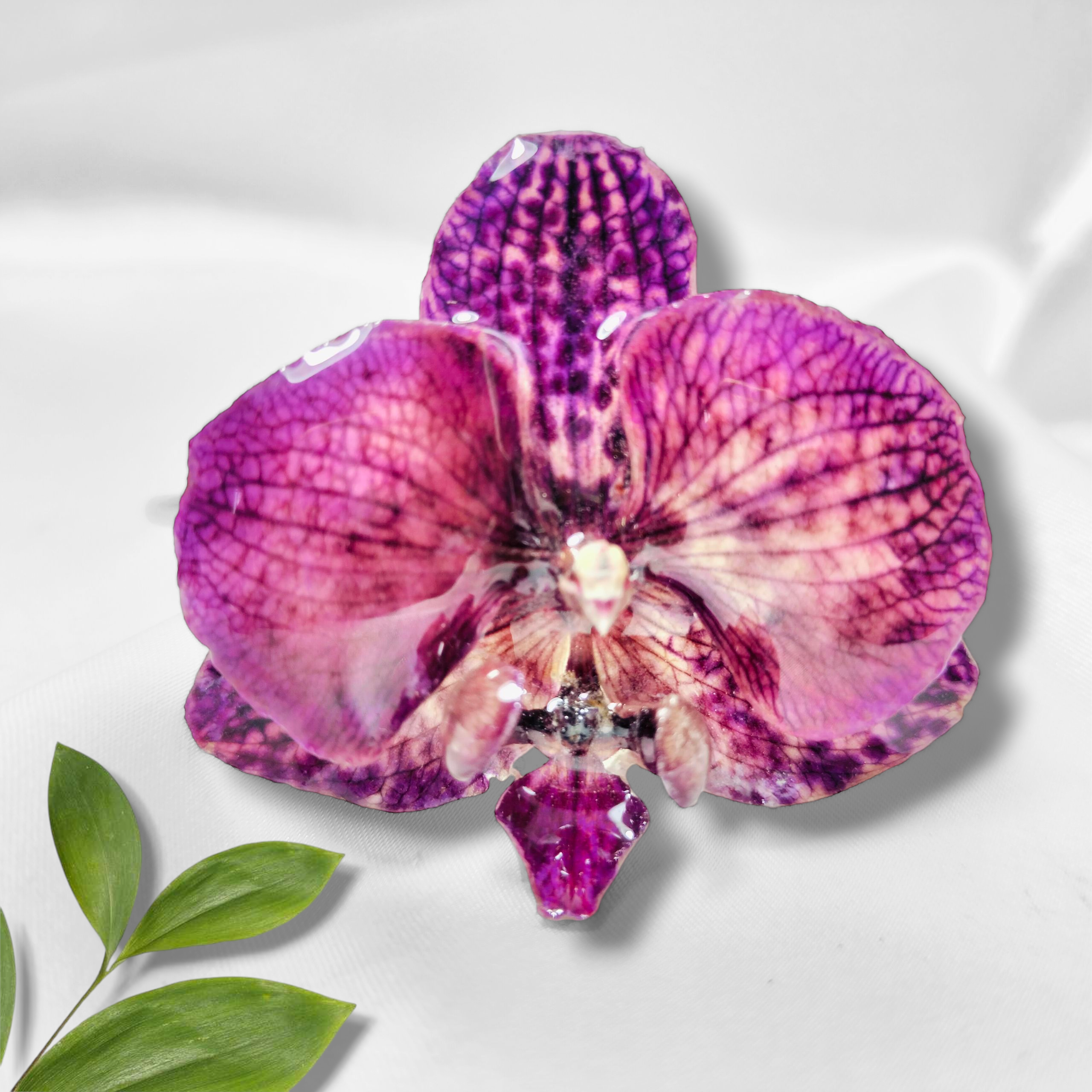 Orquídea Morada