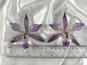 Aretes de Laelia